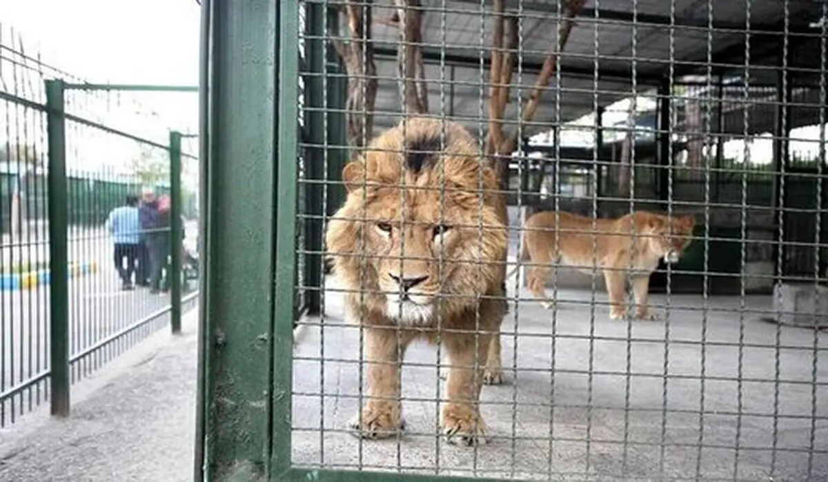 شیر ۲ساله گلستان دچار نرمی استخوان است