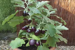 مراحل کاشت بادمجان در گلدان و باغچه | همه چیز درباره کاشت بادمجان + فصل و روش تهیه بذر