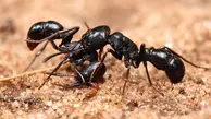 مورچه ها قاچاقچیان کوچک طلا!