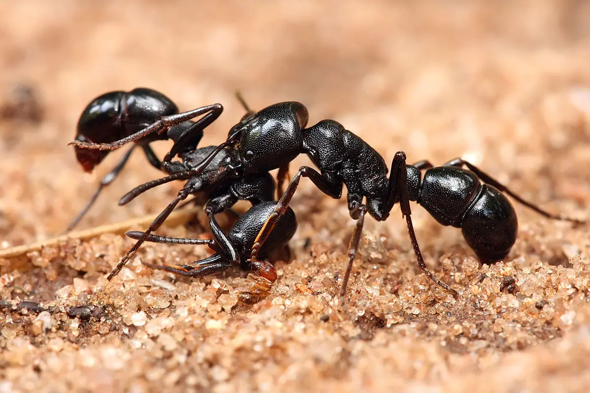 مورچه ها قاچاقچیان کوچک طلا!