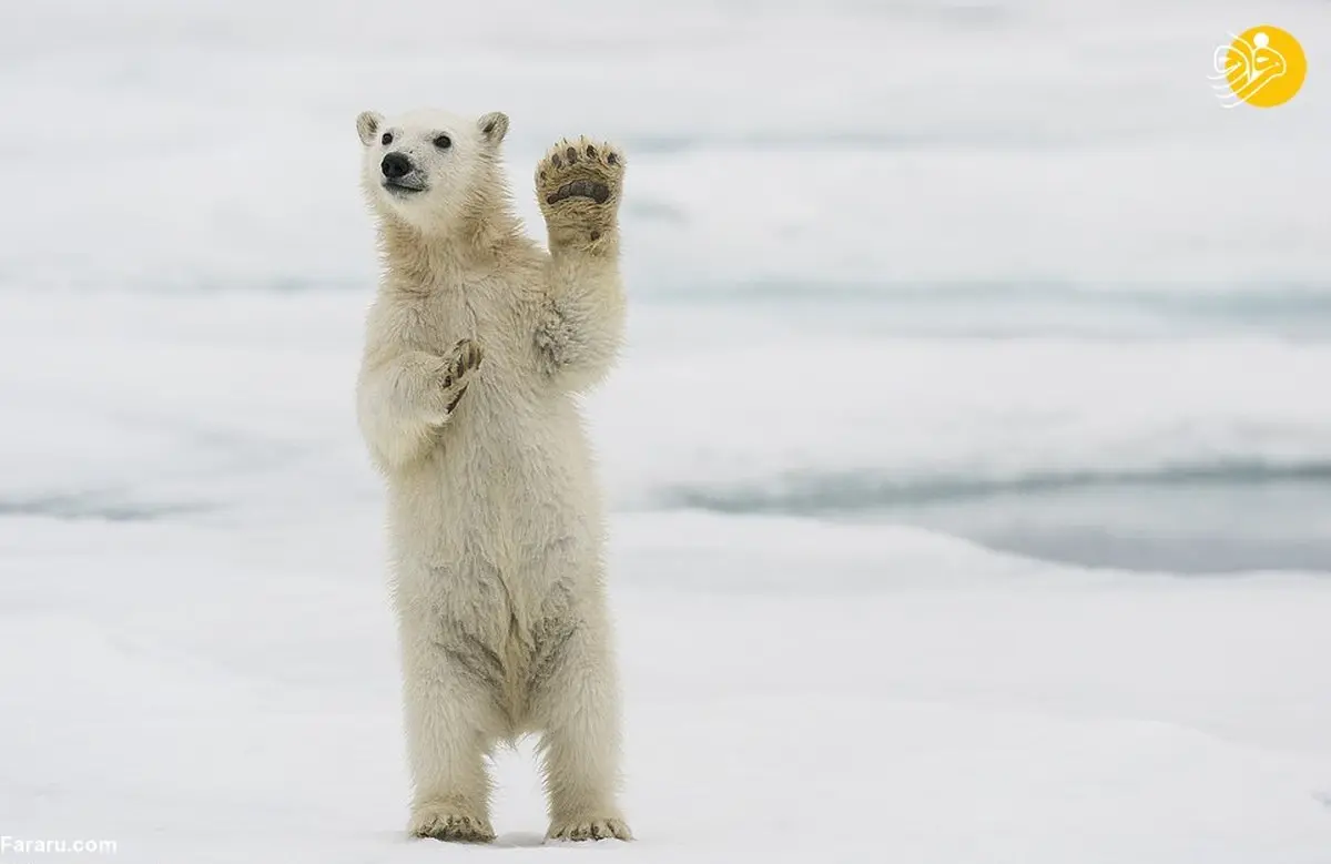
 بچه خرس قطبی روی پاهایش ایستاد!+ عکس 

