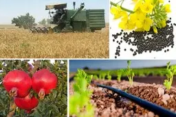 آزاد شدن صادرات سه فرآورده لبنی