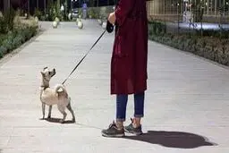 پارک یا توالت عمومی سگ‌ها؟ 