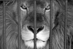 حمله مرگبار شیر به  یکی از پرسنل پارک وحش
