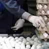 تخم مرغ گران شد | قیمت یک شانه تخم مرغ چند؟
