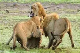 اتحاد شیرها در مقابل حمله‌ی حیوانات+ویدئو 