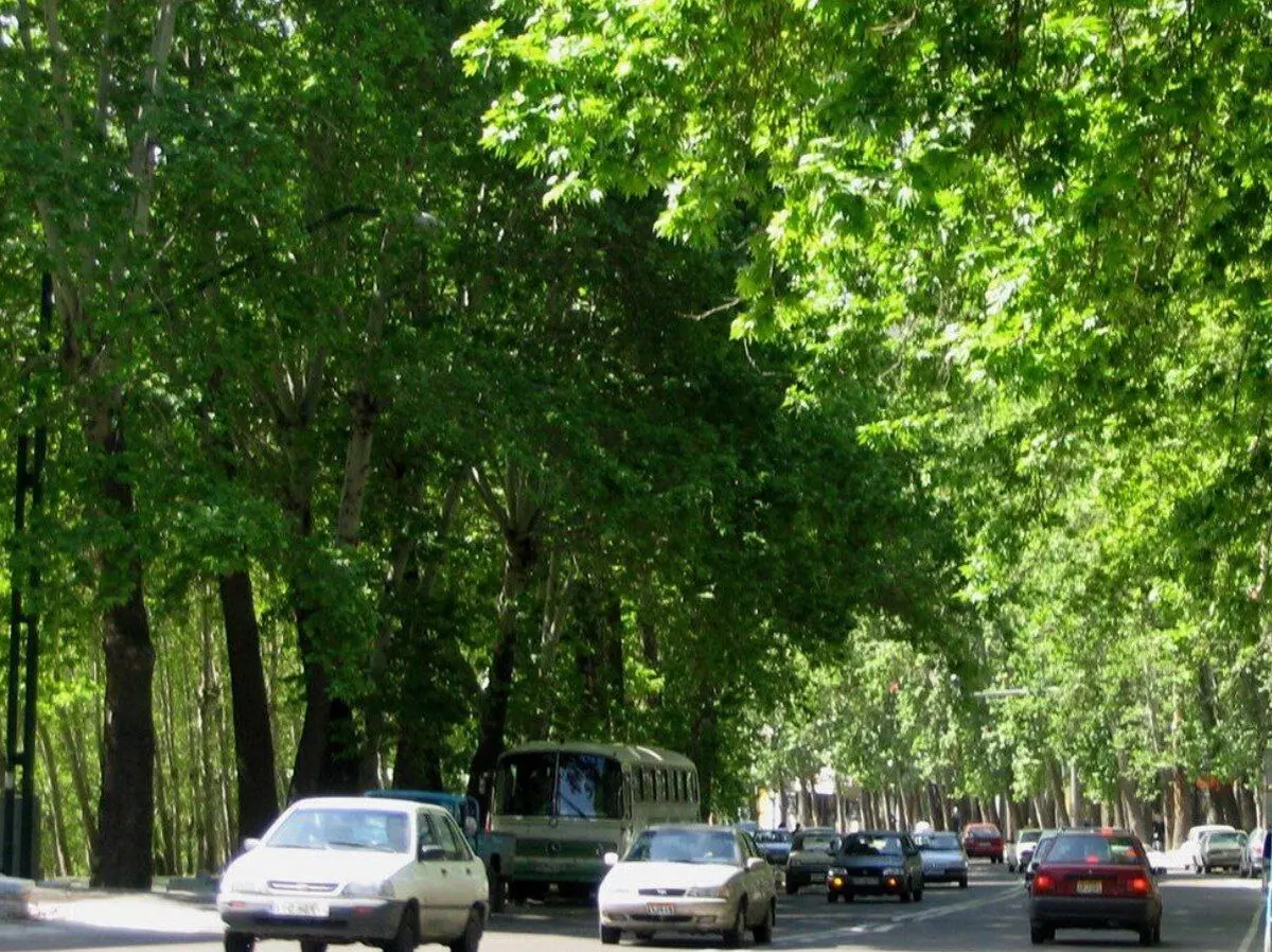 هیچ درختی در پایتخت قطع نمی‌شود 