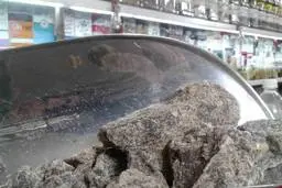 استفراغ نیم میلیونی این حیوان معجزه می‌کند! | آخه استفراغ نیم میلیون می ارزه؟