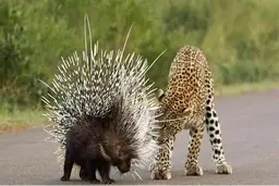 ویدئویی جالب از مکانیسم پرتاب تیغ توسط جوجه تیغی 