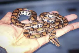 مار بوآ و پیتون در خانه تهرانی ها