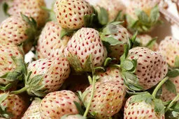 با این میوه چاق کننده آشنا بشوید