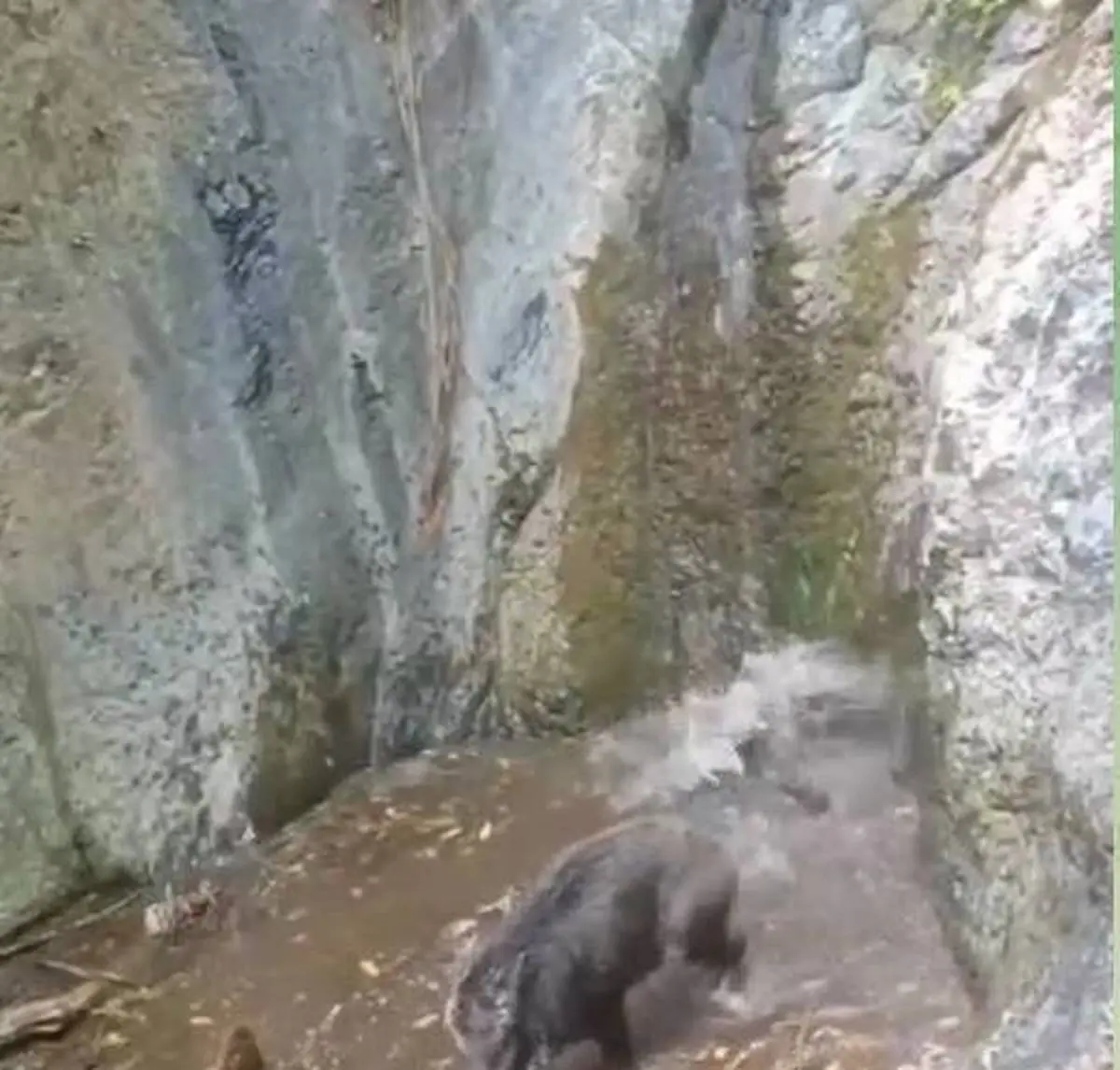  سرسره‌بازی مادر و بچه گرازها در آبشار جنگلی + ویدئو 