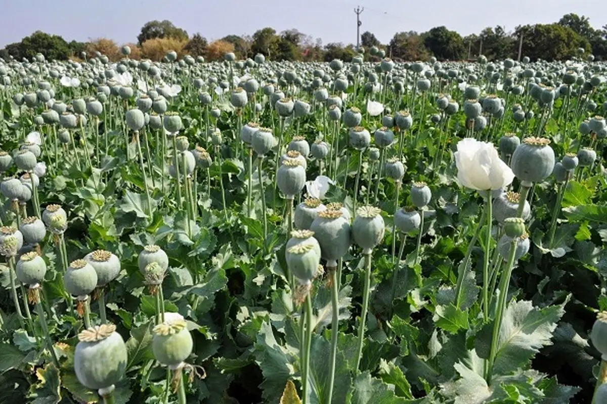 شورای هماهنگی مبارزه با مواد مخدر کرمانشاه | فروش خشخاش جرم است، اعدام در انتظار تکرار جرم!