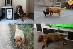 پیرترین سگ دنیا در زنده ماندن رکورد زد! 