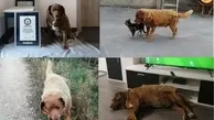 پیرترین سگ دنیا در زنده ماندن رکورد زد! 