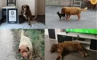 پیرترین سگ دنیا در زنده ماندن رکورد زد! 