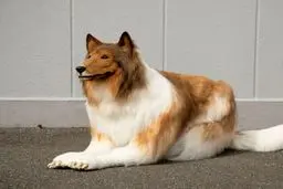 مردی که تبدیل به سگ شد! | عجیب ولی کاملاً واقعی!+ویدئو 