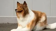 مردی که تبدیل به سگ شد! | عجیب ولی کاملاً واقعی!+ویدئو 