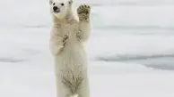 ویدیو+ تصاویری جالب از یک خرس قطبی تنبل 