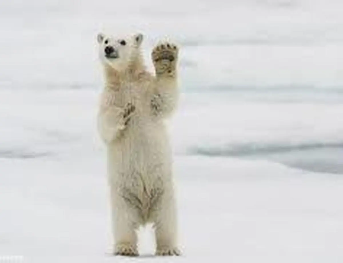 ویدیو+ تصاویری جالب از یک خرس قطبی تنبل 