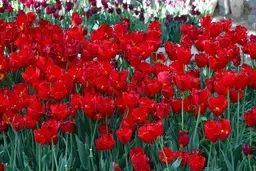 زیباترین جاذبه‌های گردشگری  | بهشتی کوچک در پایتخت  +عکس