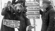یک خرس ایرانی، معروف‌ترین سرباز جنگ جهانی دوم بود! | خرید خرس در قبال دو قوطی کنسرو!+ویدئو 