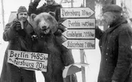 یک خرس ایرانی، معروف‌ترین سرباز جنگ جهانی دوم بود! | خرید خرس در قبال دو قوطی کنسرو!+ویدئو 
