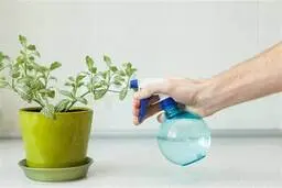 اسپری روی برگ این گیاهان آپارتمانی ممنوع! | ترفند نگهداری از گیاهان خاص آپارتمانی+ویدئو