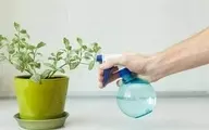 اسپری روی برگ این گیاهان آپارتمانی ممنوع! | ترفند نگهداری از گیاهان خاص آپارتمانی+ویدئو