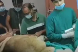 نجات یک شیر از کوری با عمل آب مروارید | شیری که از کوری نجات پیدا کرد+ ویدئو