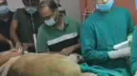 نجات یک شیر از کوری با عمل آب مروارید | شیری که از کوری نجات پیدا کرد+ ویدئو