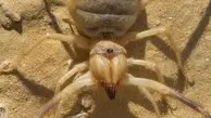 تا حالا جیغ زدن عنکبوت شتری رو دیده بودید؟ | وحشی ترین عنکبوت دنیا! + ویدئو