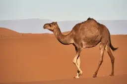 مزیت و ظرفیت‌های توسعه صنعت پرورش شتر در کشور