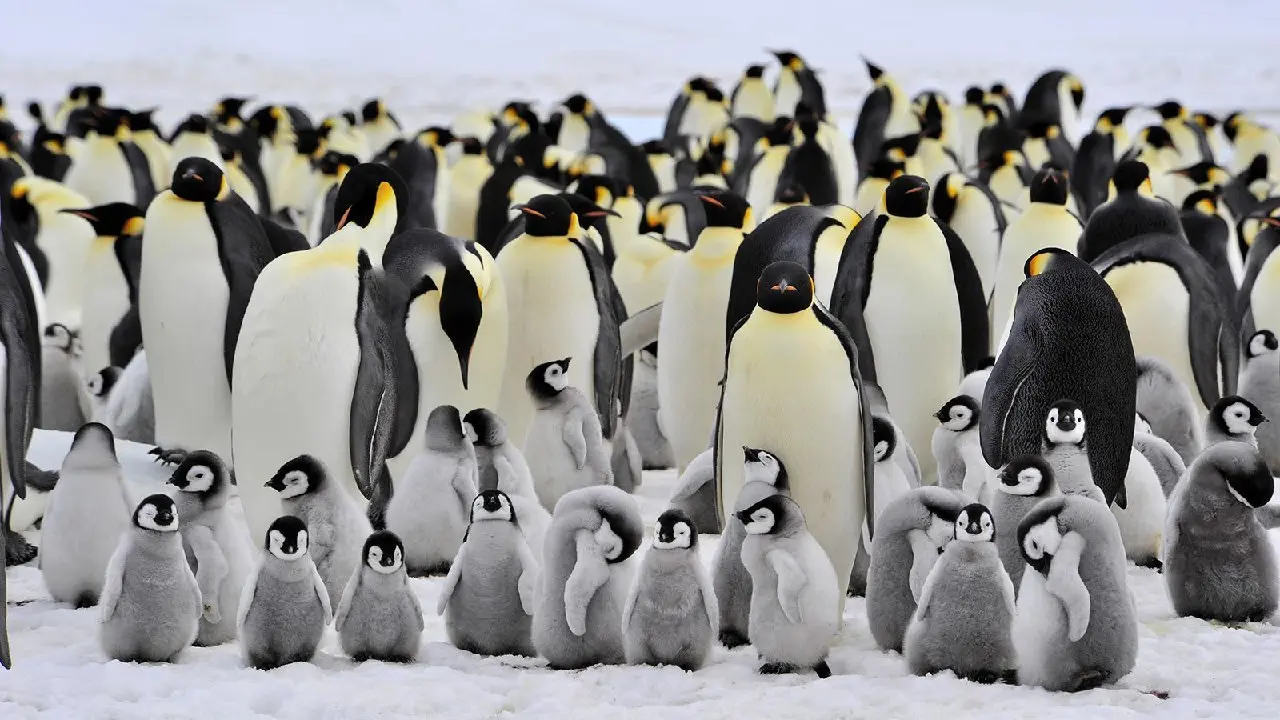 اگر سرعت پنگوئن ها رو زیاد کنی! +ویدیو