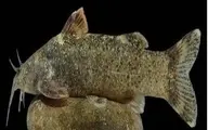 کشف و ثبت جهانی گونه جدید ماهی به نام «علی دایی»