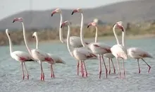 حضور نادر فلامینگو در ساحل جزیره کیش + ویدیو 

