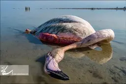 ابهام وعدم ارائه شواهد کامل از سوی سازمان دامپزشکی درباره تولید سم بوتولینوم به عنوان عامل مرگ پرندگان