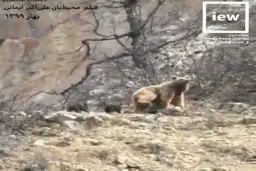 تصویر برداری از خرس قهوه‌ای و دو توله‌اش