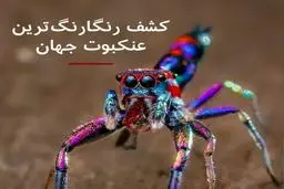 کشف  گونه نادر عنکبوتی در کرالا 