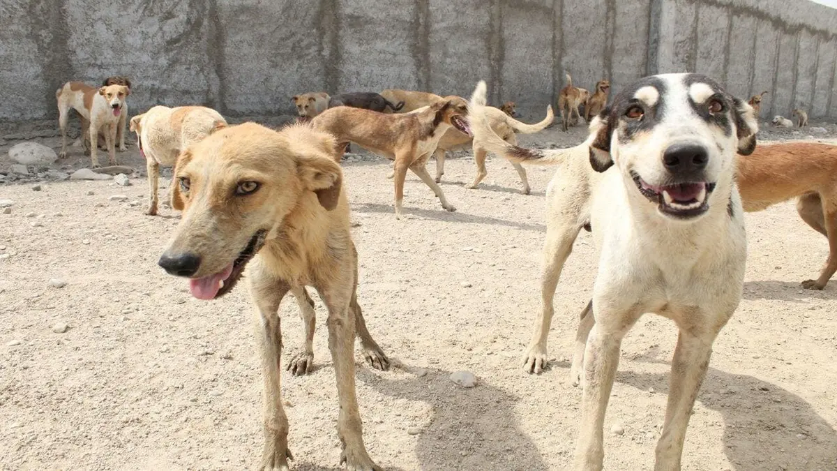 وضعیت فاجعه‌بار سگ‌های ولگرد در شهرستان دماوند+ ویدئو 