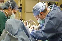 پیوند موفقیت‌آمیز کلیه خوک به انسان | گامی بزرگ در نجات جان انسان‌ها