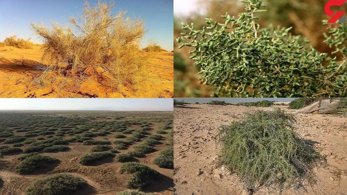 فهرست گیاهانی که باید برای مقابله با ریزگردها در بیابان های ایران کاشت | مسئولان سازمان منابع طبیعی بخوانند