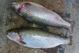 قیمت ماهی در 5 خرداد | هر کیلو ماهی قزل آلا چند + جدول