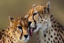 لحظه‌ای که «ایران»، یوزپلنگ ایرانی، پس از سزارین توله‌هایش را لیس می‌زند | لحظات زیبای مادرانه برای یوز ایرانی+ویدئو 