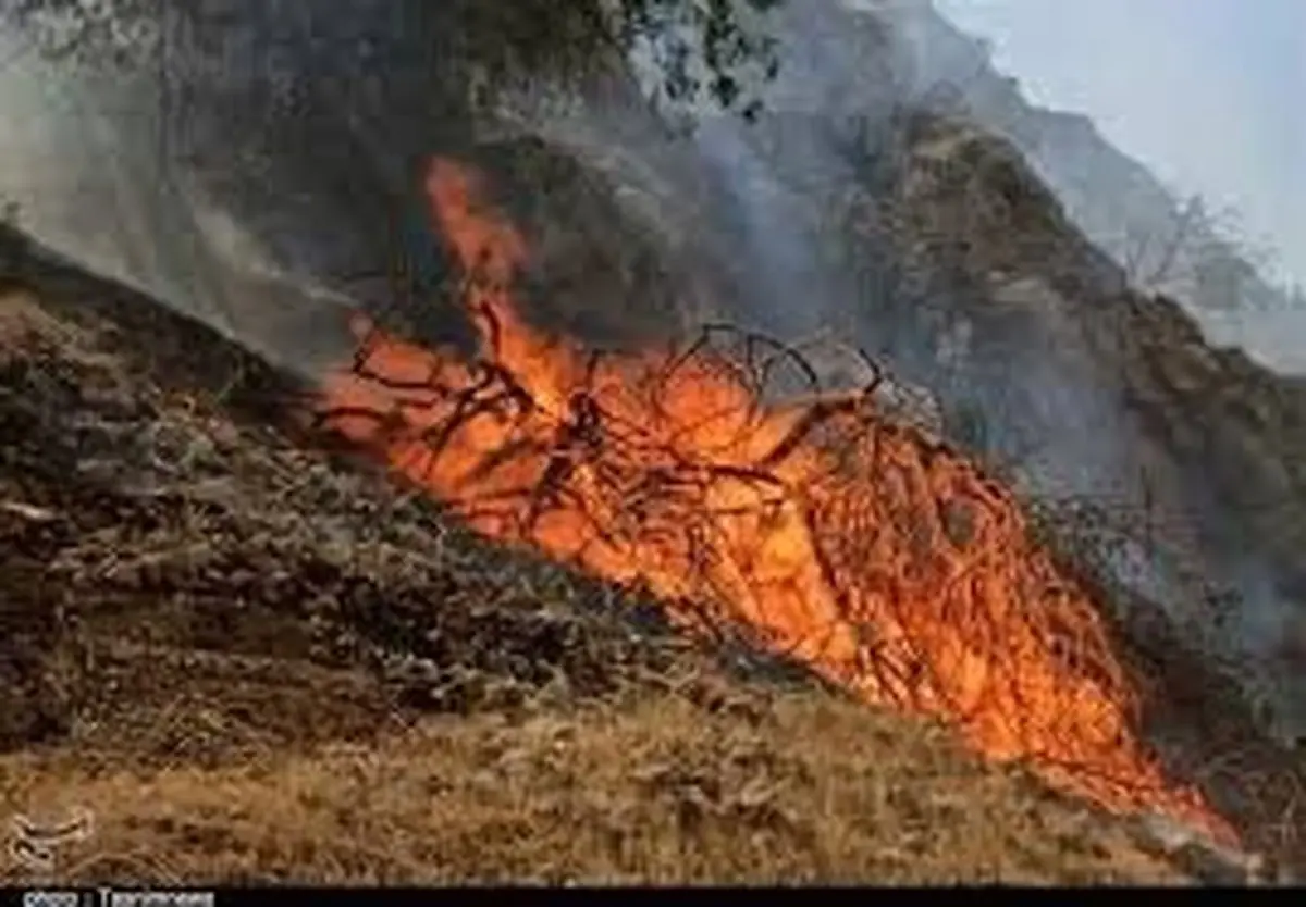 آتش سوزی عمدی جنگل ها | پنج درصد آتش‌سوزی‌های اراضی ملی عمدی است