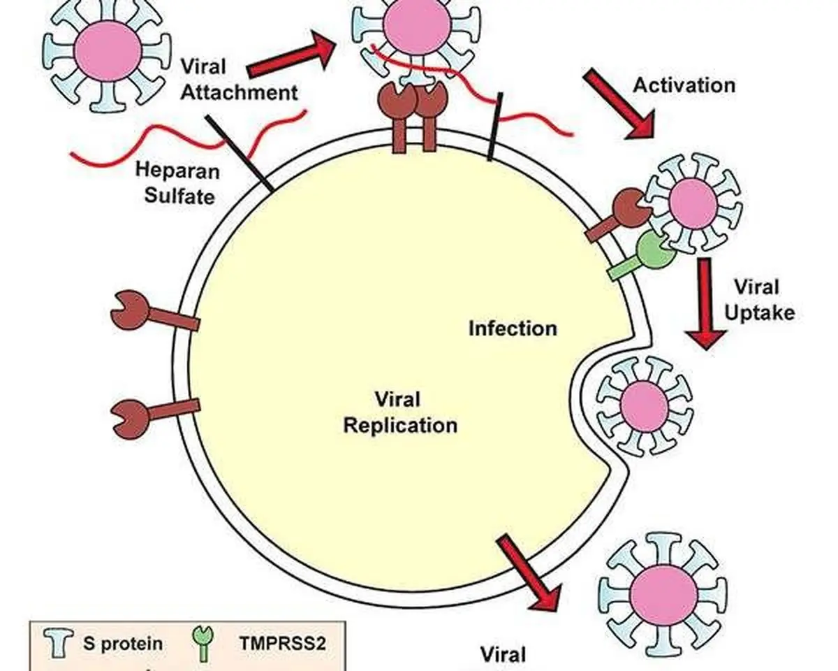 ویروس کووید-۱۹ از هپاران سولفات برای ورود به درون سلول‌ها استفاده میکند