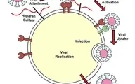 ویروس کووید-۱۹ از هپاران سولفات برای ورود به درون سلول‌ها استفاده میکند