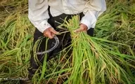 واردات برنج ۴۸ درصد کاهش یافت؛ نرخ هر کیلو برنج هندی ۲۰ هزار تومان