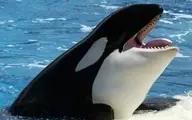 شکار شیر دریایی توسط نهنگ قاتل +ویدیو