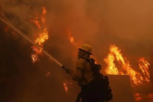 بازگشت‌ناپذیری بخشی از جنگل‌های سوخته پس از آتش سوزی | گونه های جدید نکارید +ویدئو
